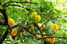 3 cây trồng trước nhà cản bước Thần Tài, tốt nhất đừng trồng