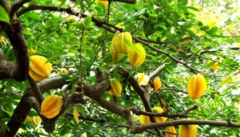3 cây trồng trước nhà cản bước Thần Tài, tốt nhất đừng trồng