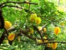 3 cây trồng trước nhà cản bước Thần Tài, tốt nhất đừng trồng