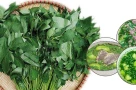 Loại rau nhiều người chê nhưng chứa nhiều sắt hơn thịt bò