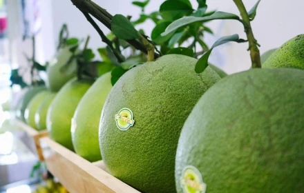 Bưởi Việt vào Australia mở đường cho mục tiêu xuất khẩu 10 tỷ USD