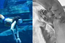 Tai nạn hy hữu: 'Nàng tiên cá' phải "đấm" cá mập để thoát thân trong thủy cung