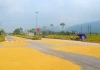 Tại sao phơi lúa, rơm rạ trên đường gây mất an toàn giao thông?