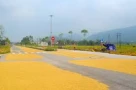Tại sao phơi lúa, rơm rạ trên đường gây mất an toàn giao thông?