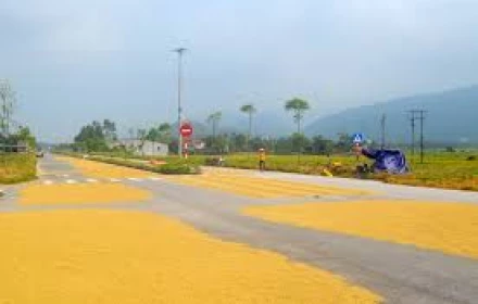 Tại sao phơi lúa, rơm rạ trên đường gây mất an toàn giao thông?