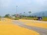 Tại sao phơi lúa, rơm rạ trên đường gây mất an toàn giao thông?