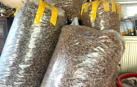 Thứ từng bị vứt đầy trong rừng nay được săn lùng gần 2 triệu/kg, dân đổ xô đi nhặt