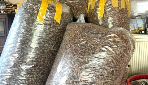 Thứ từng bị vứt đầy trong rừng nay được săn lùng gần 2 triệu/kg, dân đổ xô đi nhặt