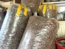 Thứ từng bị vứt đầy trong rừng nay được săn lùng gần 2 triệu/kg, dân đổ xô đi nhặt