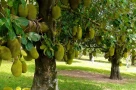 5 loại cây ăn quả tưởng tốt nhưng nhiều người khuyên không nên trồng sau nhà