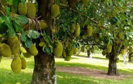 5 loại cây ăn quả tưởng tốt nhưng nhiều người khuyên không nên trồng sau nhà