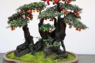 Loài cây ăn quả quen thuộc ‘biến hình’ thành bonsai tiền tỷ, có người chi 900 triệu để sở hữu