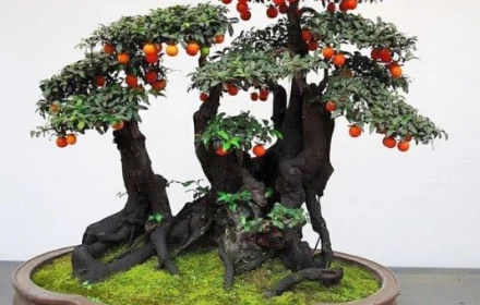 Loài cây ăn quả quen thuộc ‘biến hình’ thành bonsai tiền tỷ, có người chi 900 triệu để sở hữu
