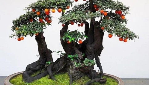 Loài cây ăn quả quen thuộc ‘biến hình’ thành bonsai tiền tỷ, có người chi 900 triệu để sở hữu