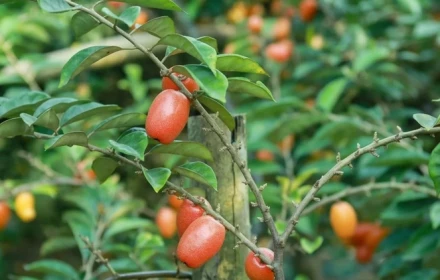 Cây nhót - Vị thuốc dân gian quý từ lá đến quả