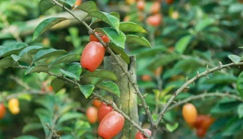 Cây nhót - Vị thuốc dân gian quý từ lá đến quả