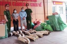 Đường dây buôn ngà voi lộ diện sau một cuộc kiểm tra bất ngờ ở Hà Nội