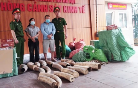 Đường dây buôn ngà voi lộ diện sau một cuộc kiểm tra bất ngờ ở Hà Nội