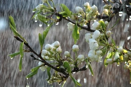 Tại sao mưa trái mùa thường dễ gây cháy rừng, liệu bí mật thực sự là gì?