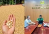 Đăng tin "thóc nổ thành bỏng" vì nắng nóng, người đàn ông bị phạt 7,5 triệu đồng