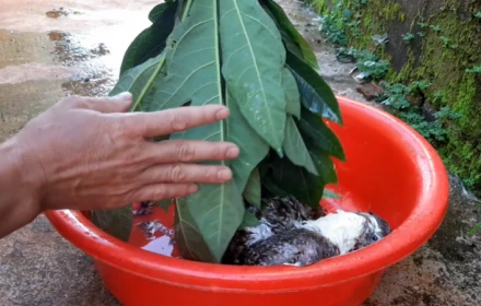 Mẹo nhổ lông vịt nhanh, sạch lông tơ chỉ với vài lá đu đủ