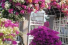 Hoa giấy có tác dụng gì? 5 lợi ích khiến loài cây này luôn được ưa chuộng
