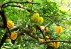 Không chỉ để lấy quả, đây là lý do người xưa rất thích trồng cây khế