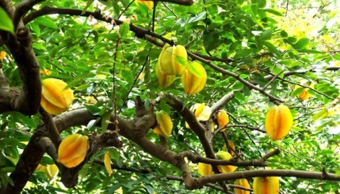 Không chỉ để lấy quả, đây là lý do người xưa rất thích trồng cây khế