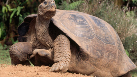 100 tuổi vẫn sinh con: Galapagos lập kỷ lục sinh sản chưa từng có