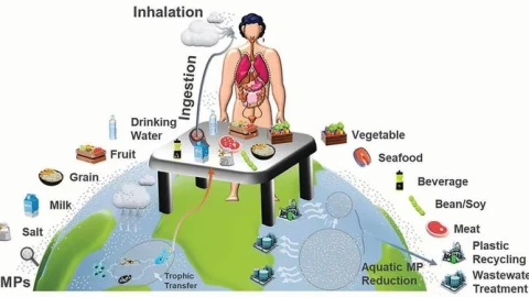 Cơ thể chúng ta "nạp" vi nhựa hàng ngày qua những con đường nào?