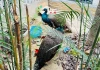 Người phụ nữ mất ăn mất ngủ vì nhặt được hai con chim lạ bên đường