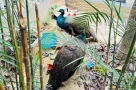 Người phụ nữ mất ăn mất ngủ vì nhặt được hai con chim lạ bên đường