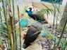 Người phụ nữ mất ăn mất ngủ vì nhặt được hai con chim lạ bên đường