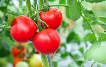 Điều gì sẽ xảy ra với cơ thể bạn nếu bạn ăn cà chua mỗi ngày?
