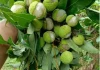 Vải năm nay đắt hơn hẳn, liệu có phải vì hiện tượng "vải cười"?