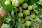 Vải năm nay đắt hơn hẳn, liệu có phải vì hiện tượng "vải cười"?