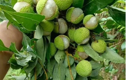 Vải năm nay đắt hơn hẳn, liệu có phải vì hiện tượng "vải cười"?