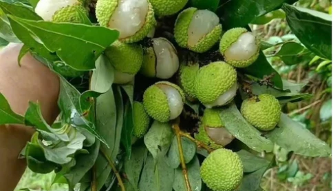Vải năm nay đắt hơn hẳn, liệu có phải vì hiện tượng "vải cười"?
