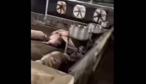 Vì sao mất điện làm hàng trăm con lợn lăn ra chết? Chuyện đau lòng vừa xảy ra tối qua ở Bắc Giang