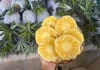 Dứa mật Pu Lau gây sốt trên chợ mạng, giá chỉ từ 35.000 đồng/kg