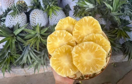 Dứa mật Pu Lau gây sốt trên chợ mạng, giá chỉ từ 35.000 đồng/kg