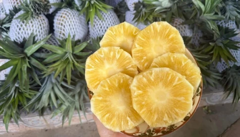 Dứa mật Pu Lau gây sốt trên chợ mạng, giá chỉ từ 35.000 đồng/kg