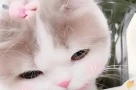 Chỉ một bài đăng đã khiến cư dân mạng Trung Quốc giật mình: "Dòng họ tôi và nhà chồng đều sắp tuyệt chủng"