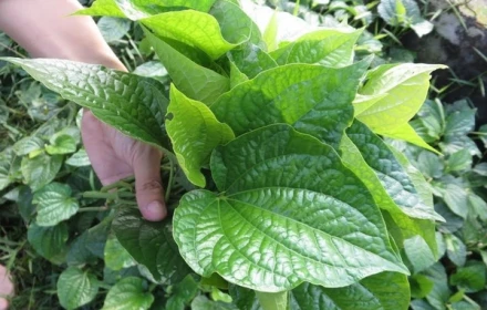 Lá lốt là gì? Các món ăn ngon từ lá lốt dễ làm tại nhà