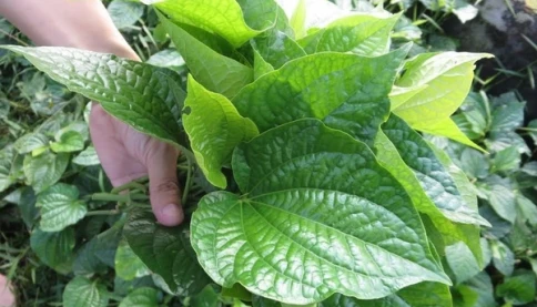 Lá lốt là gì? Các món ăn ngon từ lá lốt dễ làm tại nhà