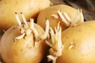 Tiếc vài củ khoai tây mọc mầm, cả gia đình ở Nghệ An phải nhập viện: Có những thực phẩm hỏng tuyệt đối không nên "cố ăn"
