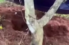 Diễn biến nóng vụ nữ nhân viên thư viện bị sát hại ở Đắk Lắk: Bắt giáo viên thể dục, lộ tình tiết trước án mạng