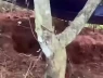 Diễn biến nóng vụ nữ nhân viên thư viện bị sát hại ở Đắk Lắk: Bắt giáo viên thể dục, lộ tình tiết trước án mạng