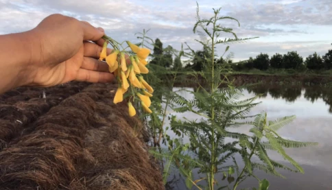 Loài hoa nở rộ mùa con nước tràn đồng, món ngon đãi khách của người miền Tây