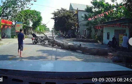 Clip cưa cây đổ đè trúng xe máy khiến người điều khiển ngã ra đường bất tỉnh